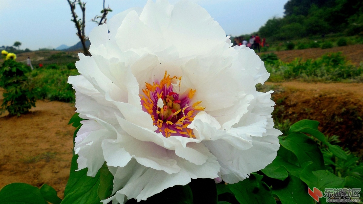 DSCN7663a.jpg
