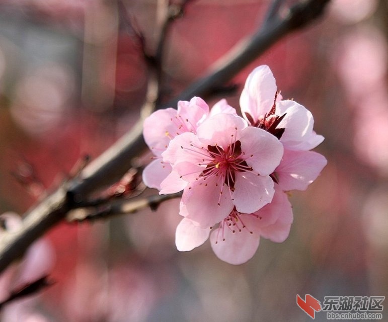 桃花.jpg