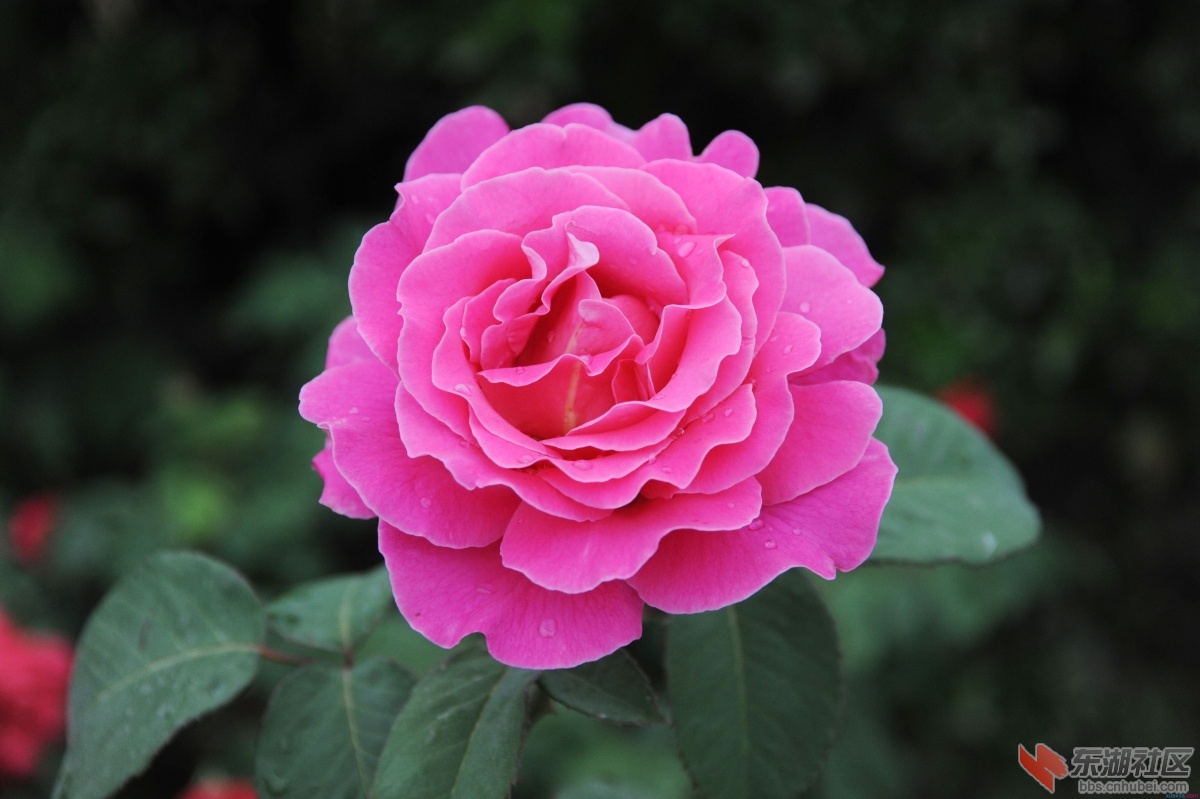 732-16030P94041D4.jpg