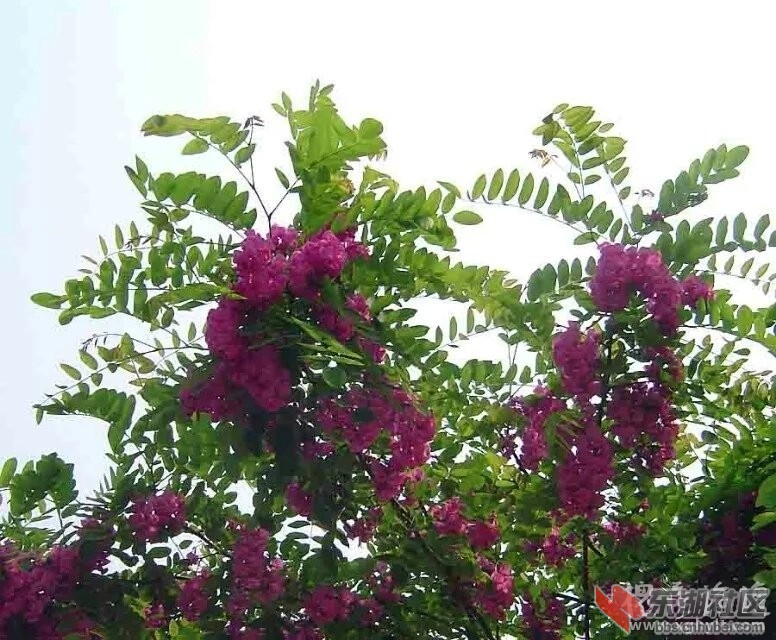 080451qkzz81t1eq9q88nz.jpg