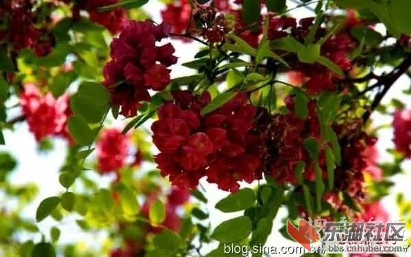 080500gr296bxhepfg0f20.jpg