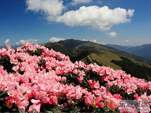 杜鹃1216r.jpg