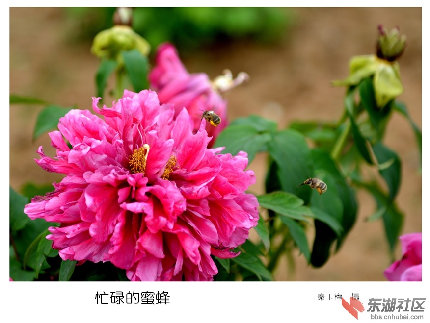 一89.《忙碌的蜜蜂》_副本.jpg