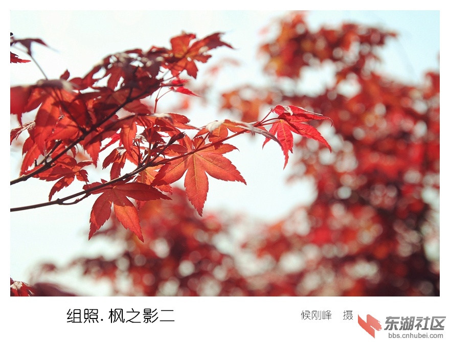 5组照.枫之影二_副本.jpg