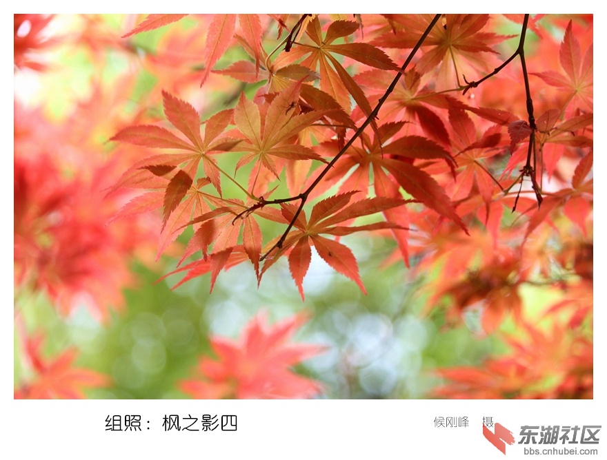 5组照.枫之影四_副本.jpg