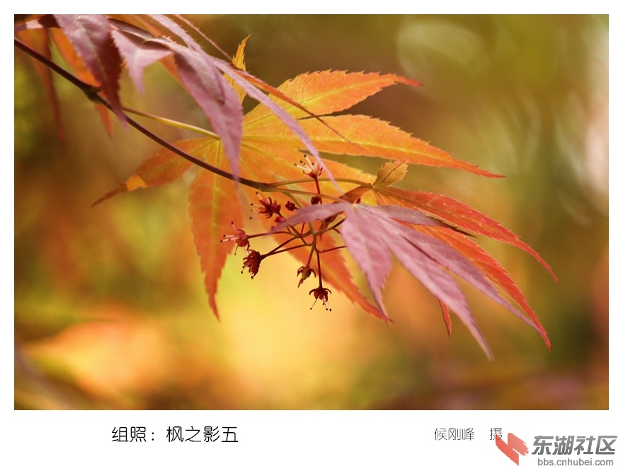 5组照.枫之影五_副本.jpg