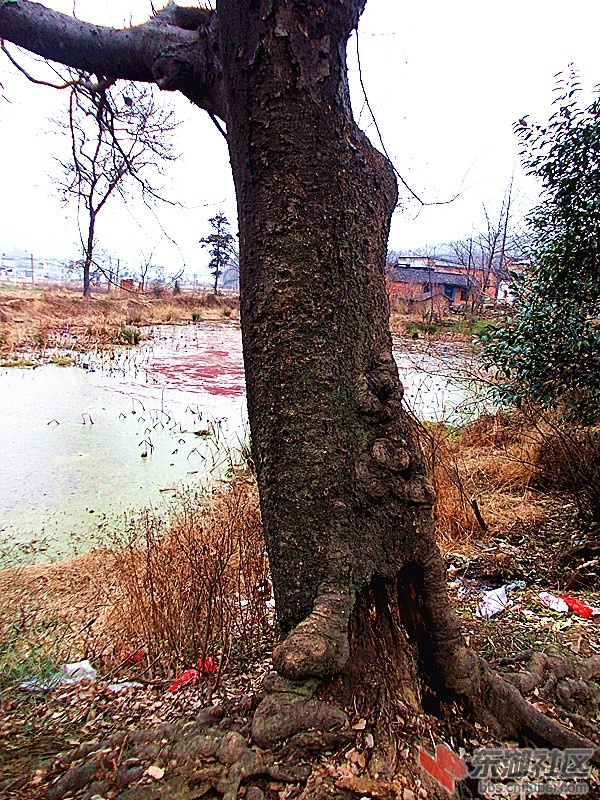 郑家湾门前的朴树