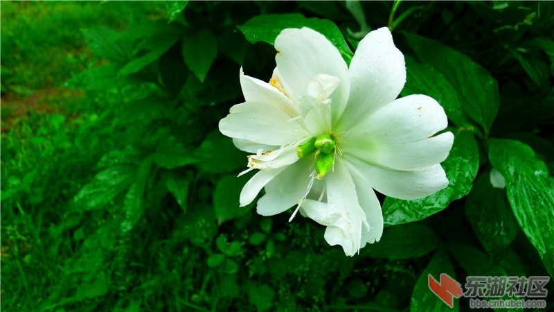 P2060938_看图王.jpg