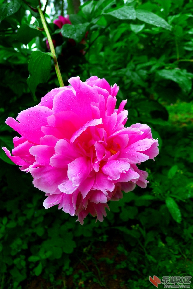 P2060940_看图王.jpg