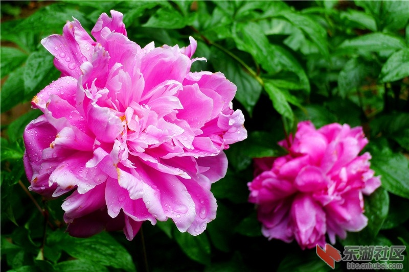 P2060953_看图王.jpg