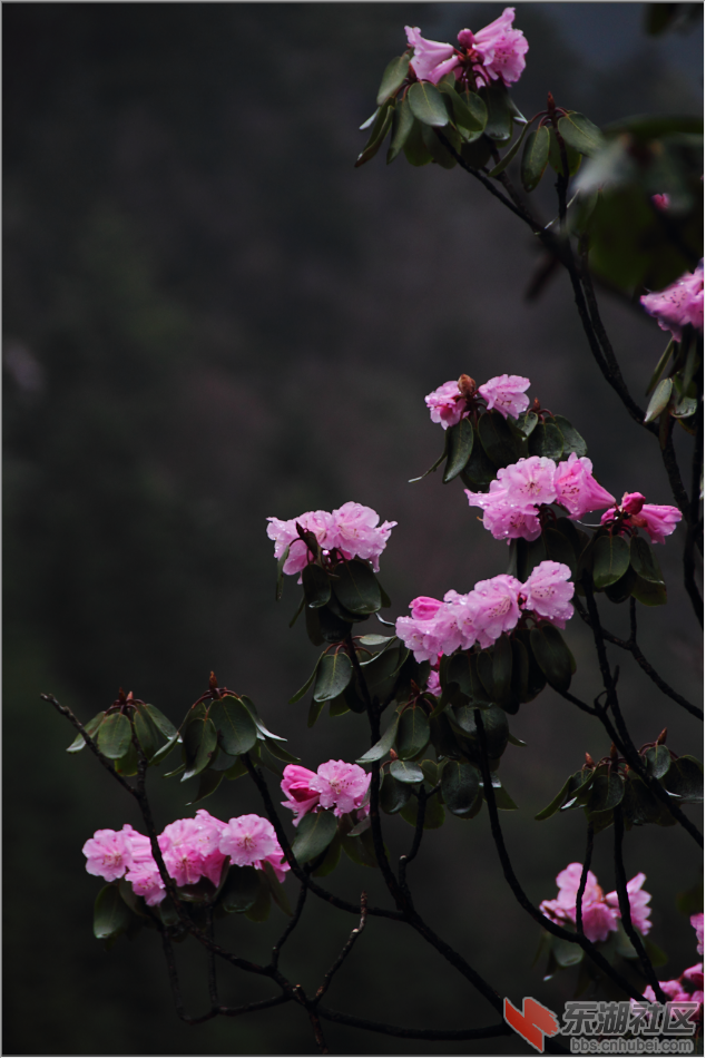 1980319307@chatroom_1462197197349_74.png