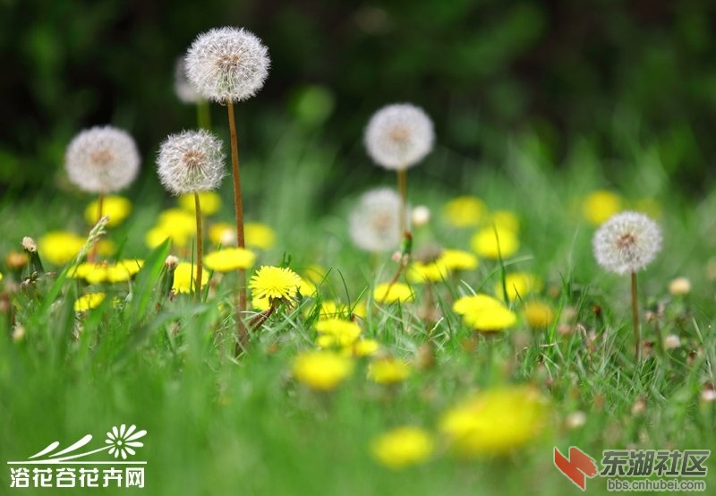 蒲公英图片的 搜索结果_360_20160502_13106658706914014_000.jpg