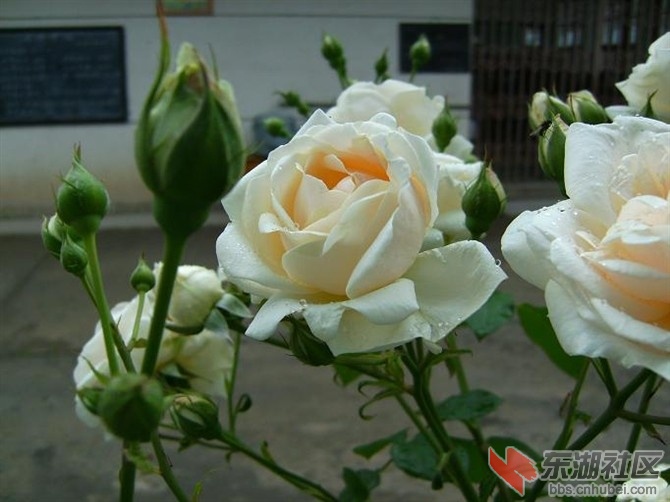 自己养的花 (15).jpg