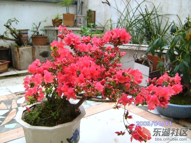 自己养的花 (22).jpg