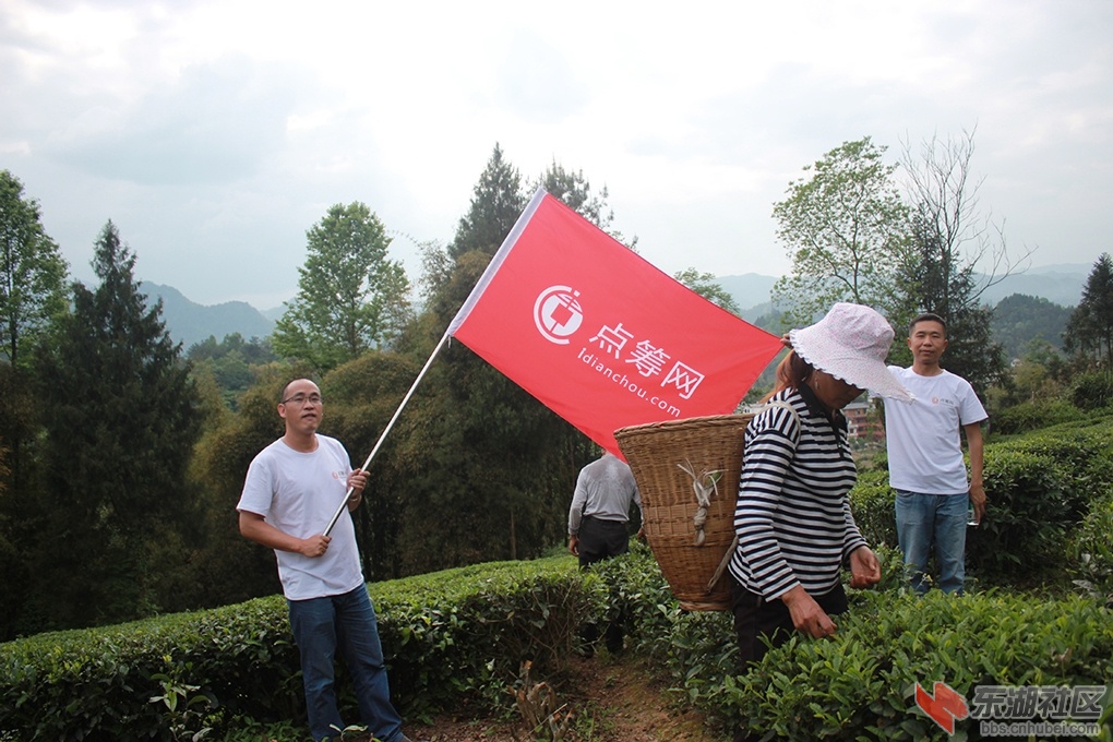 茶园2.jpg