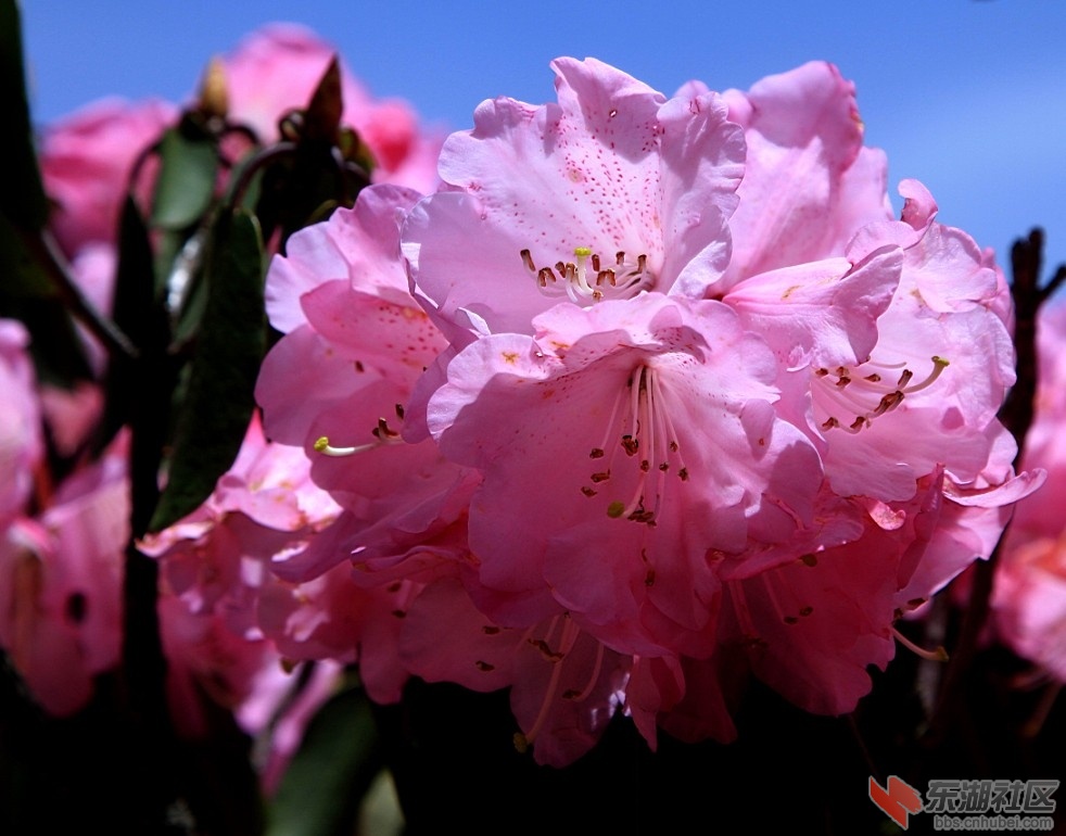 杜鹃花2.jpg