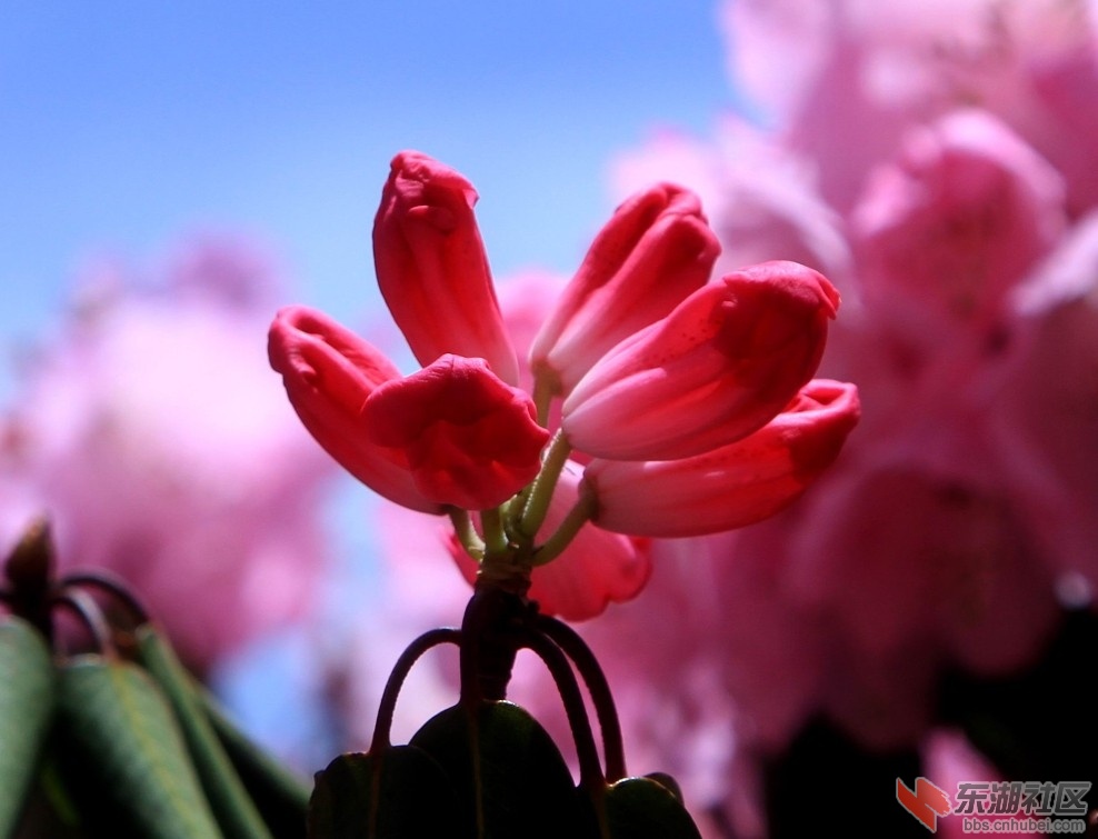 杜鹃花1.jpg