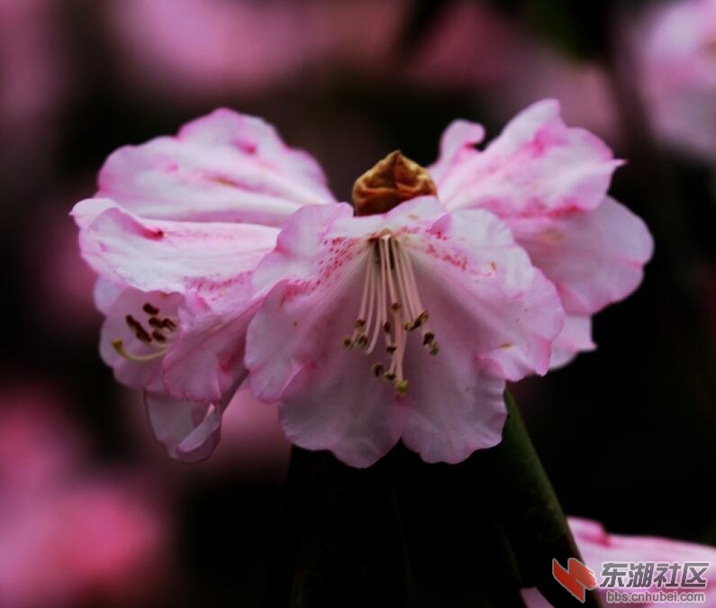 大九湖---杜鹃花.jpg