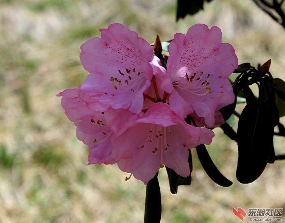 杜鹃花3.jpg