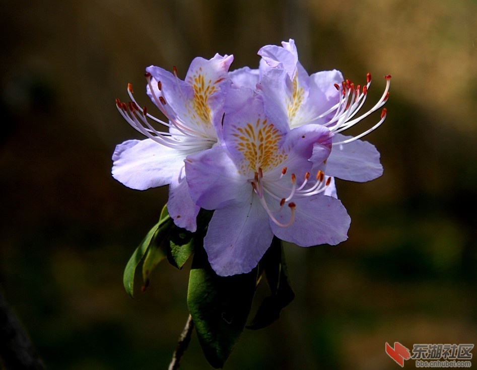 杜鹃花7.jpg