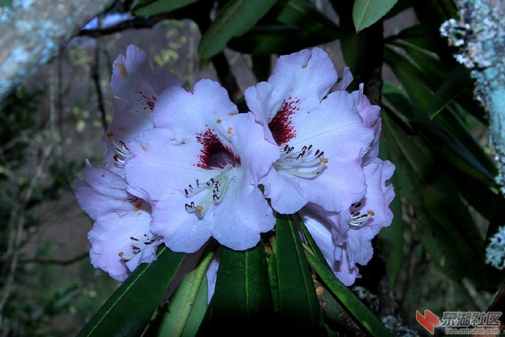 神农架杜鹃花3.jpg