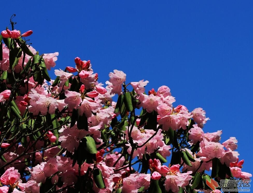 杜鹃花.jpg