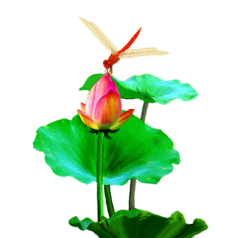 莲花蜻蜓.gif