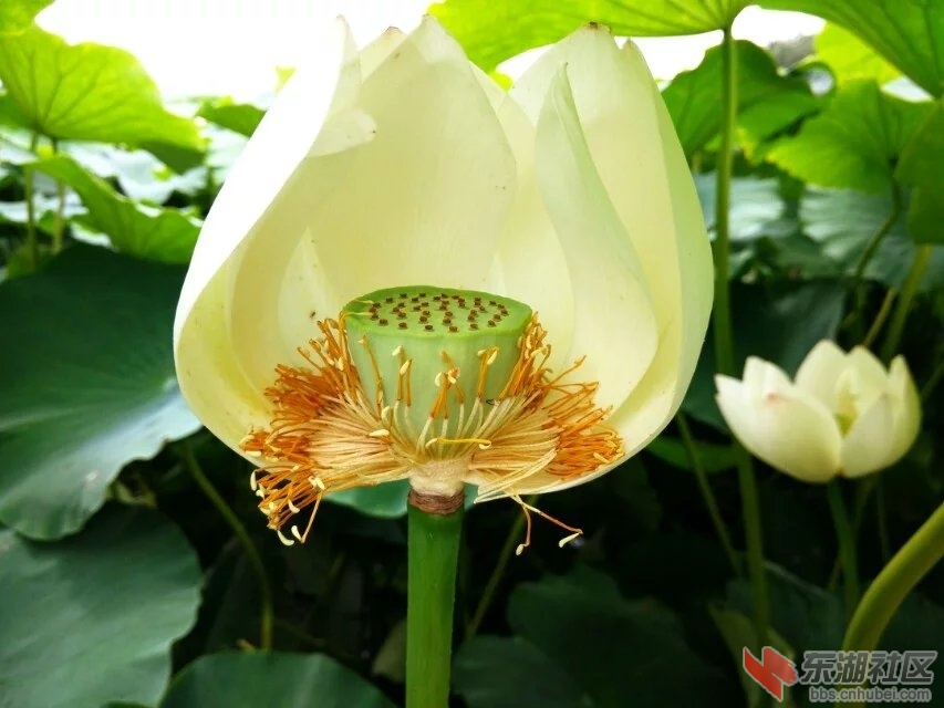荷花1.2.jpg