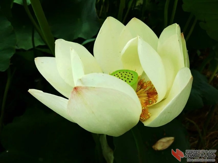 荷花2.jpg