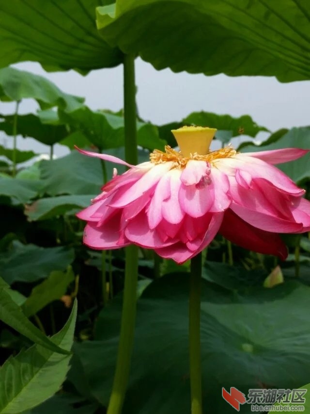 荷花4.jpg