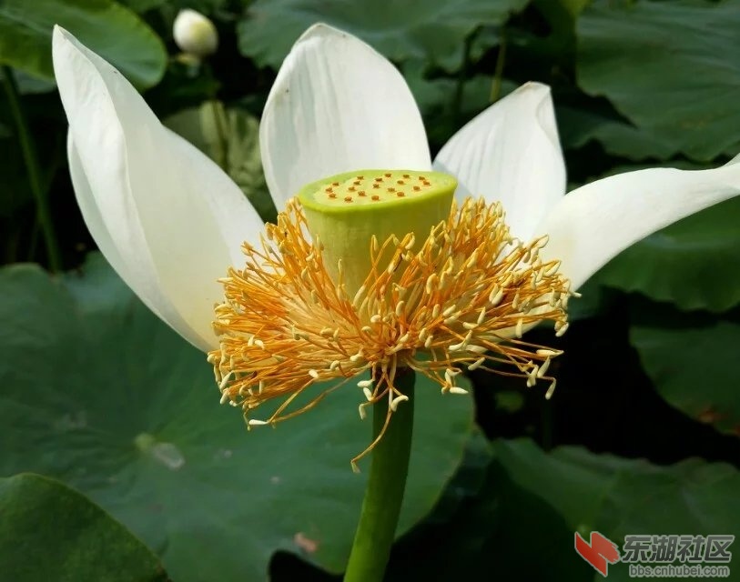 荷花5.jpg