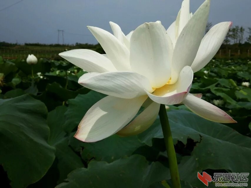 荷花6.jpg