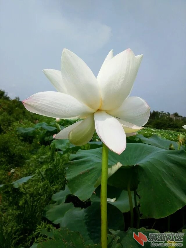 荷花10.jpg