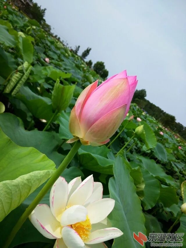 荷花12.jpg