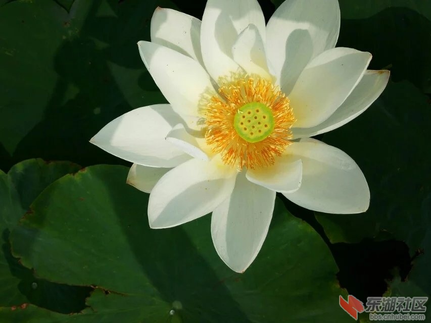 荷花13.jpg