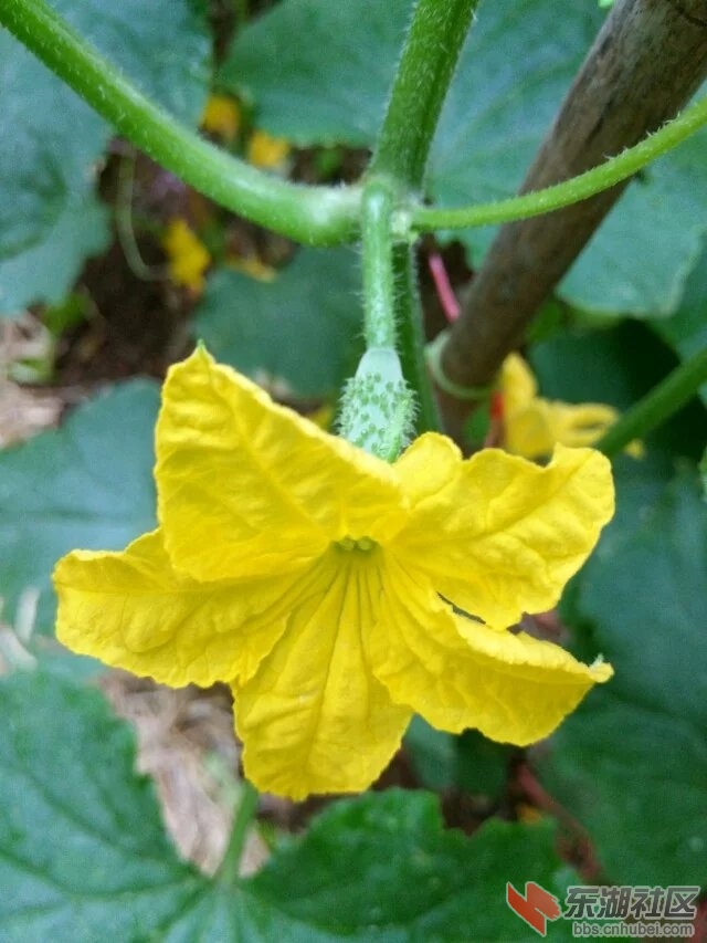 黄瓜花2.jpg