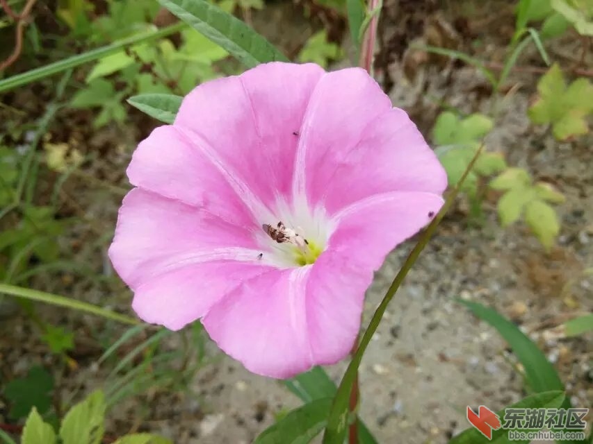 牵牛花.jpg