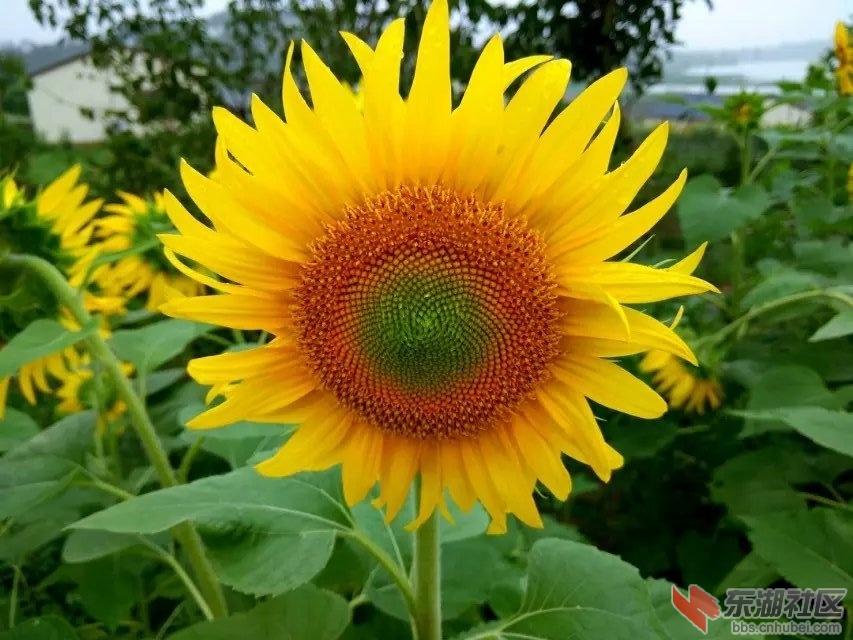 葵花.jpg