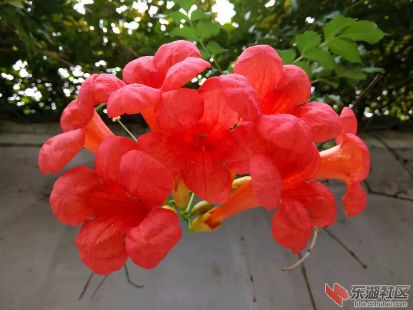 凌霄花1.jpg