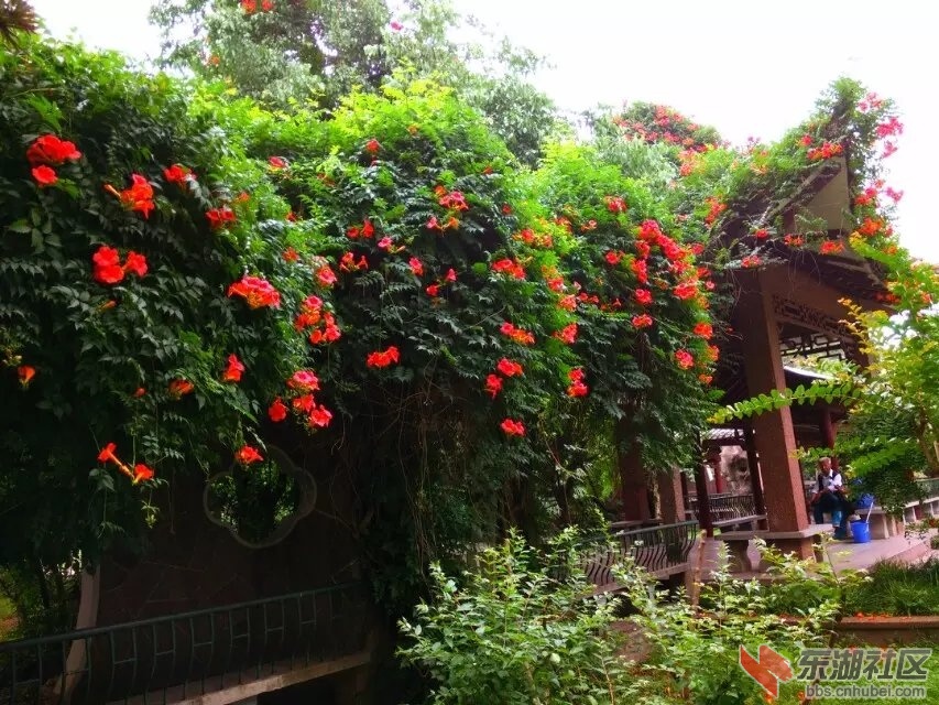 凌霄花3.jpg