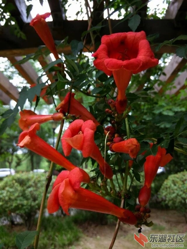 凌霄花4.jpg