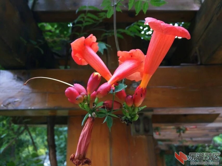 凌霄花5.jpg