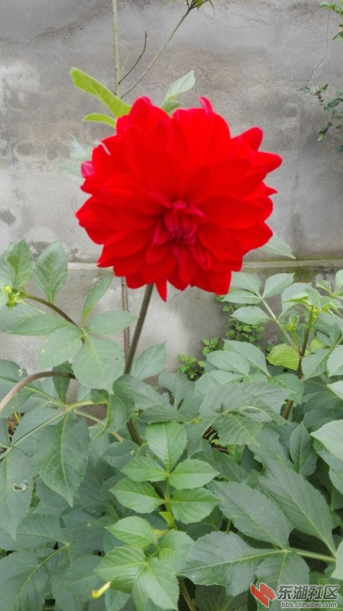 静待花开