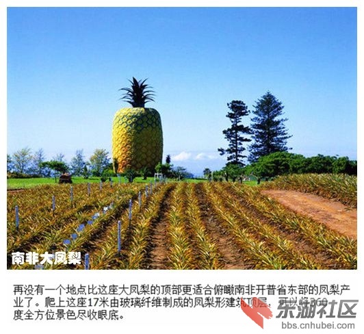 02南非大凤梨.jpg