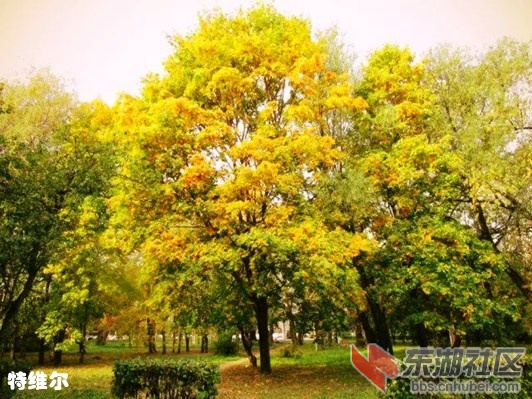 8特维尔.webp_副本.jpg