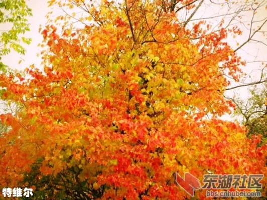 8特维尔2.webp_副本.jpg