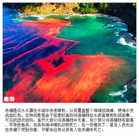 03赤潮.jpg