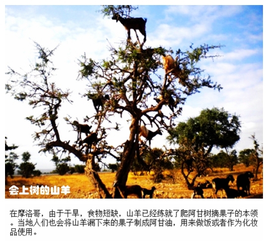 011会上树的山羊.jpg