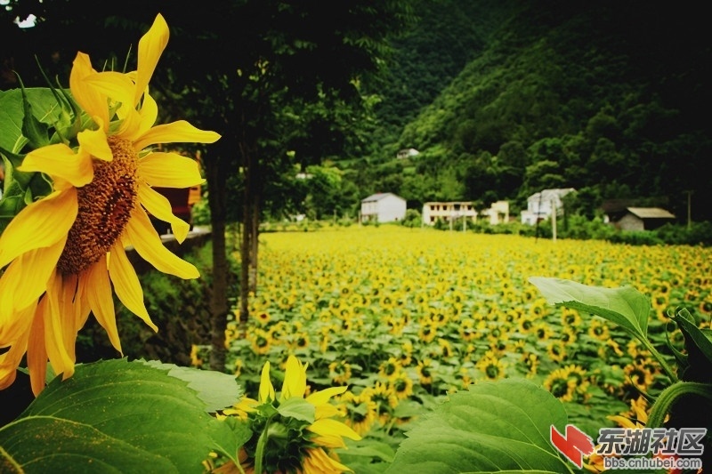 龙潭葵花园.jpg