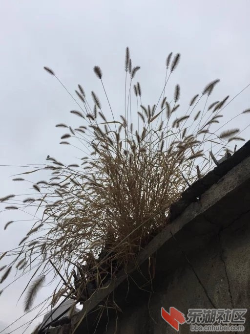 墙头草.jpg